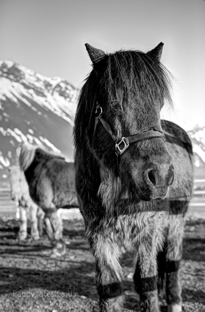 Icelandic Horses, 1